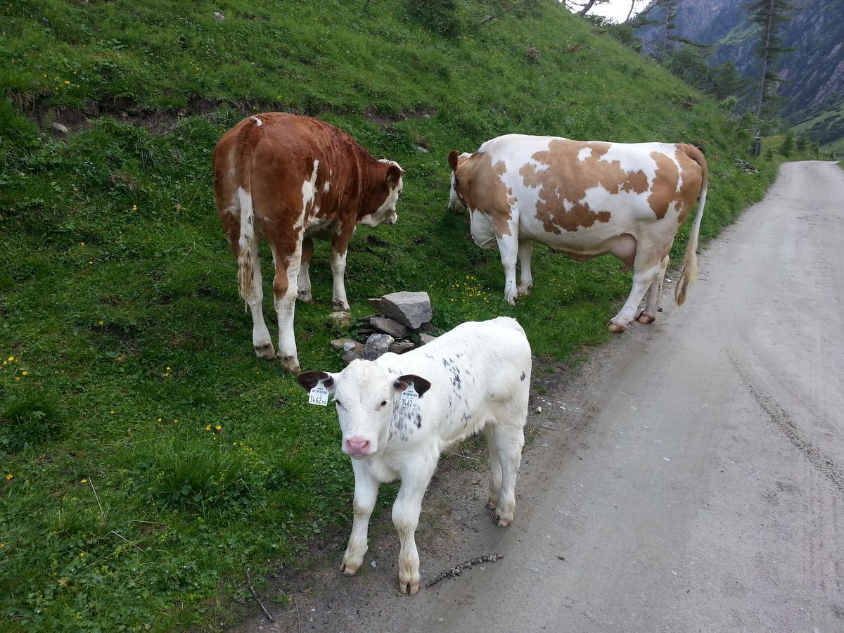 Haus Ursula Apartamento Kals-am Großglockner Exterior foto